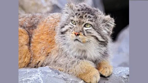 علت مرگ توله گربه پالاس مشخص شد+ جزئیات