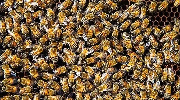 استفاده از حشرات در عملیات جنگی /  آزمایشات بیولوژیکی در جهان + عکس 