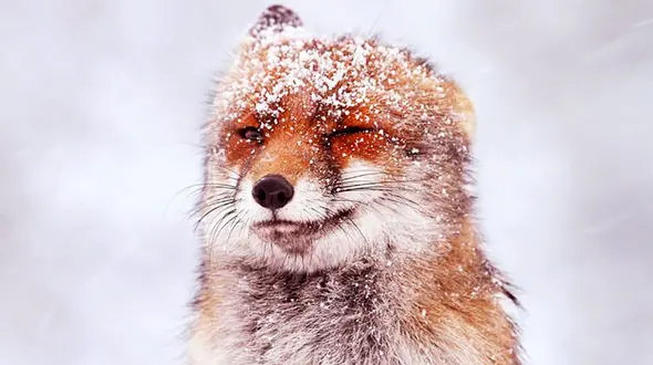 آغاز بارش برف و باران شدید در ۱۲ استان / هشدار به مسافران