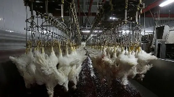 پشت پرده مرغ های تریاکی در اصفهان  + فیلم 