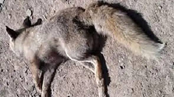 موش های صحرایی 6 روباه را در مریوان کشتند