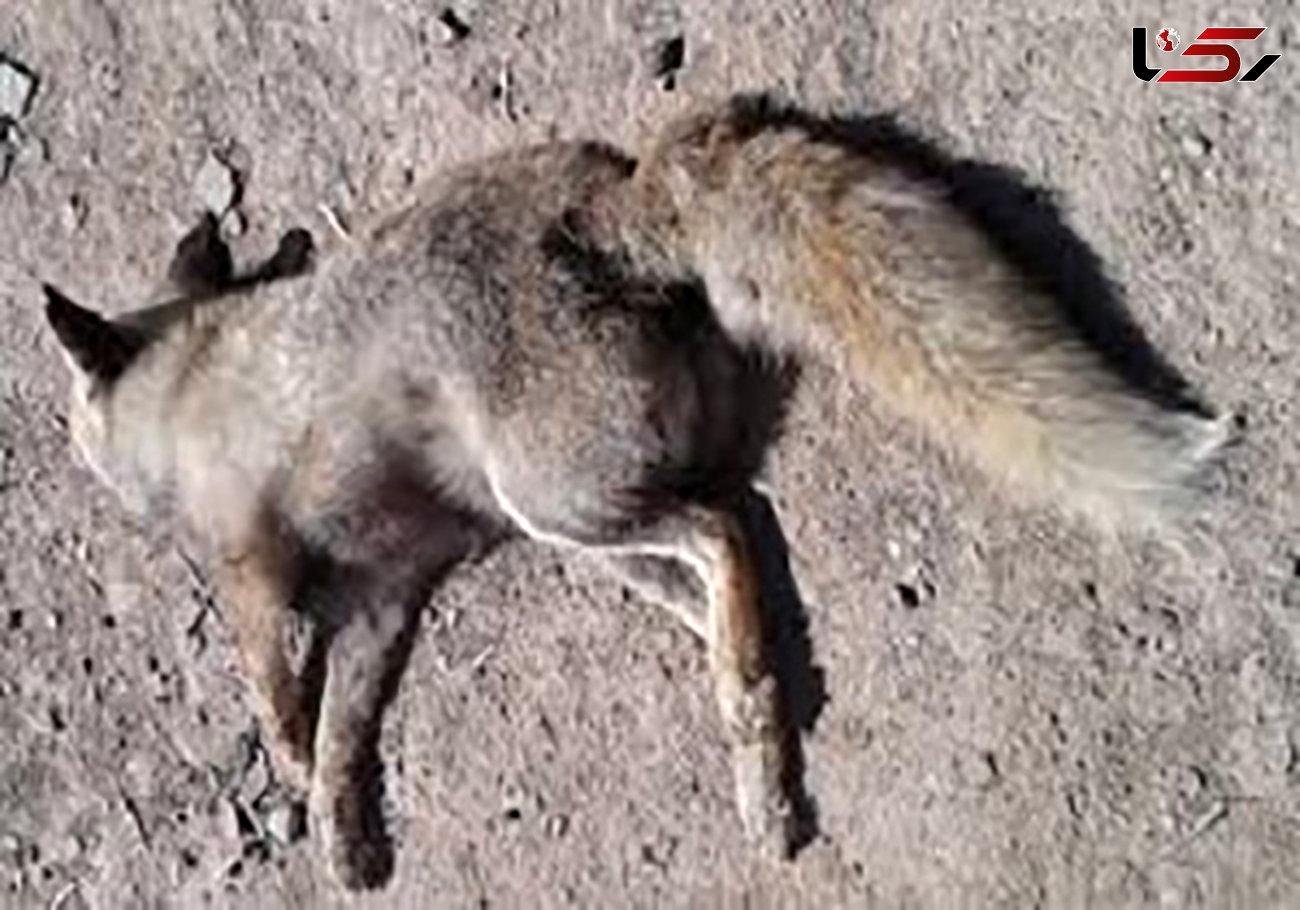 موش های صحرایی 6 روباه را در مریوان کشتند