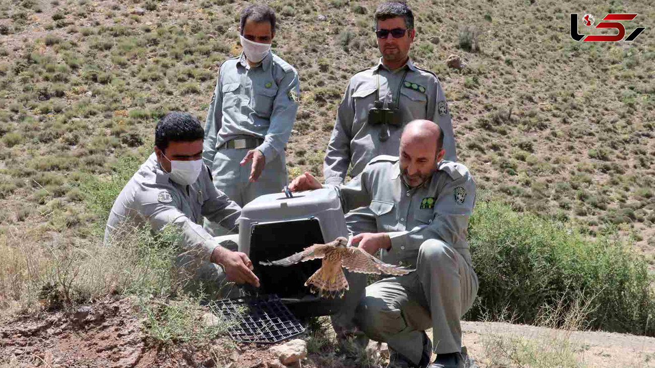 کشف 176 پرنده شکاری قاچاق در دیر بوشهر