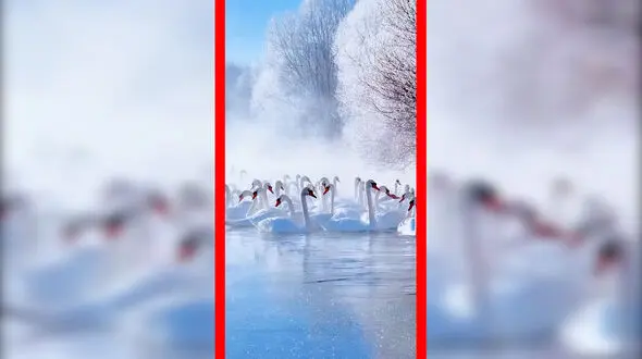 فیلم زیبایی حیرت انگیز قوها در آب سرد رودخانه