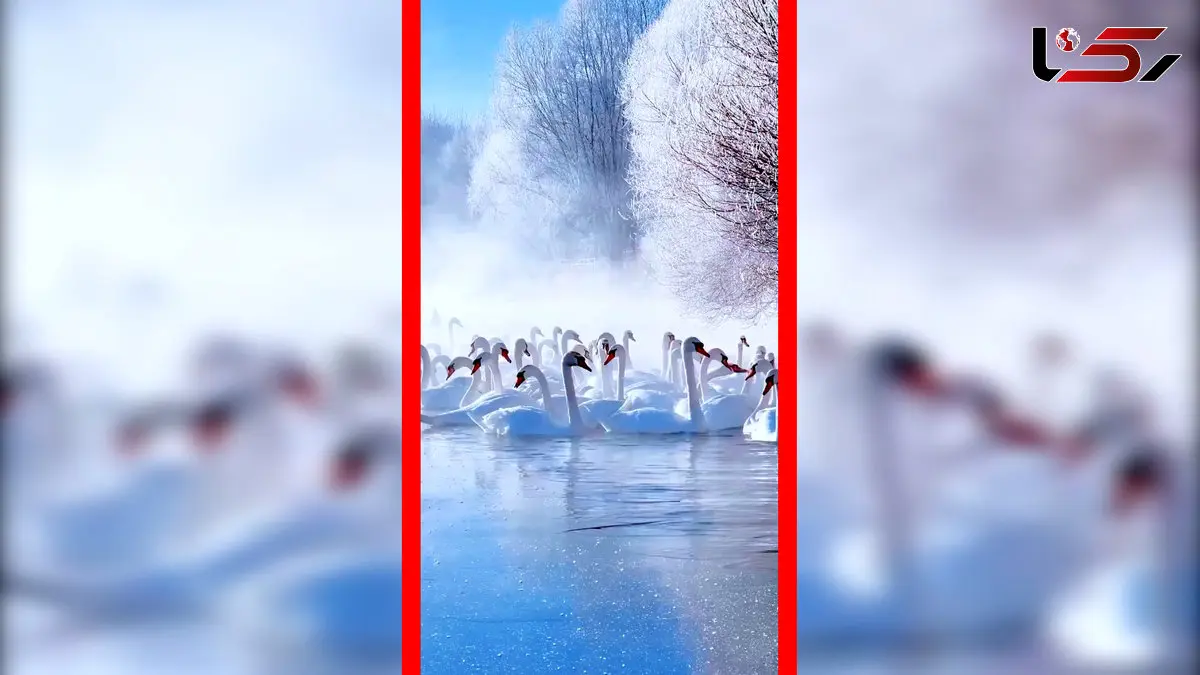 فیلم زیبایی حیرت انگیز قوها در آب سرد رودخانه