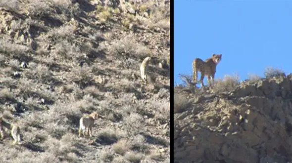 جولان 3 توله یوزپلنگ آسیایی و مادرش در توران 