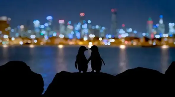 بهشت پنگوئن‌ها در عکس روز نشنال جئوگرافیک