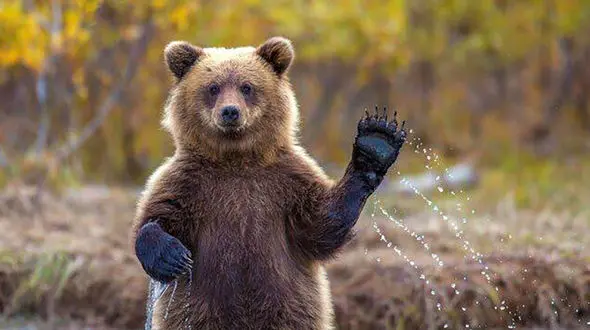 خرس گوگولی داخل سریال پایتخت در واقعیت صاحبش را کشته است ! + فیلم زمان حادثه در سال 1402