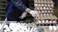 افزایش مصرف تخم‌ مرغ توسط مردم به دلیل کاهش توان خرید گوشت قرمز و مرغ!