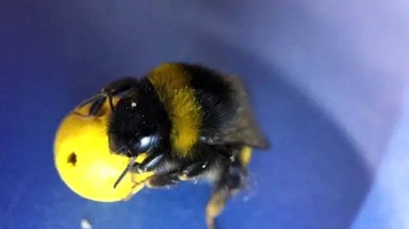 زنبورهای عسلی که فوتبال بازی می کنند!