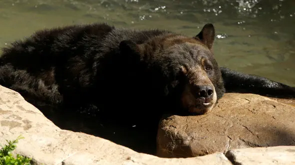 سقوط مرگبار خرس از هلی کوپتر