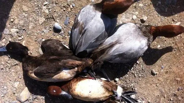 دستگیری باند صیادان سنگدل پرندگان مهاجر در دورود