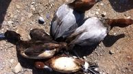 دستگیری باند صیادان سنگدل پرندگان مهاجر در دورود