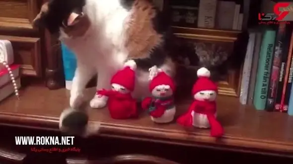 حسادت بامزه گربه حسود به عروسک های تزئینی+فیلم