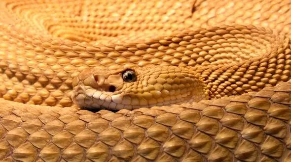 فیلم جذاب از شکار جغد توسط گرزه مار 