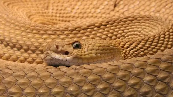 فیلم جذاب از شکار جغد توسط گرزه مار 