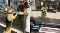 اقدام دیدنی سگ گم شده در ایستگاه پلیس + عکس