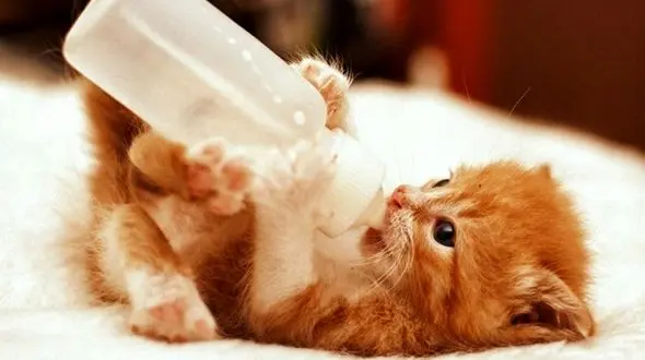 فیلم/ اولین تلاش بامزه یک بچه گربه برای بازی با بادکنک! 