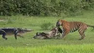 حمله ببر به تمساح + فیلم
