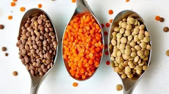 پروتئین کدام حبوبات بالاتر است؟