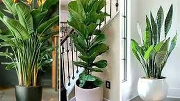 گیاهان آپارتمانی را کجای خانه بگذاریم؟ / فیلم