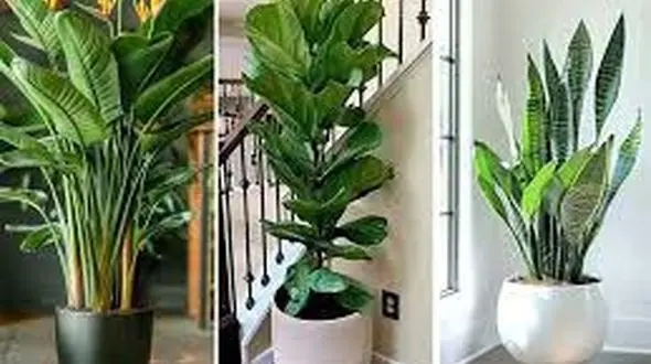 گیاهان آپارتمانی را کجای خانه بگذاریم؟ / فیلم