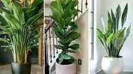 گیاهان آپارتمانی را کجای خانه بگذاریم؟ / فیلم