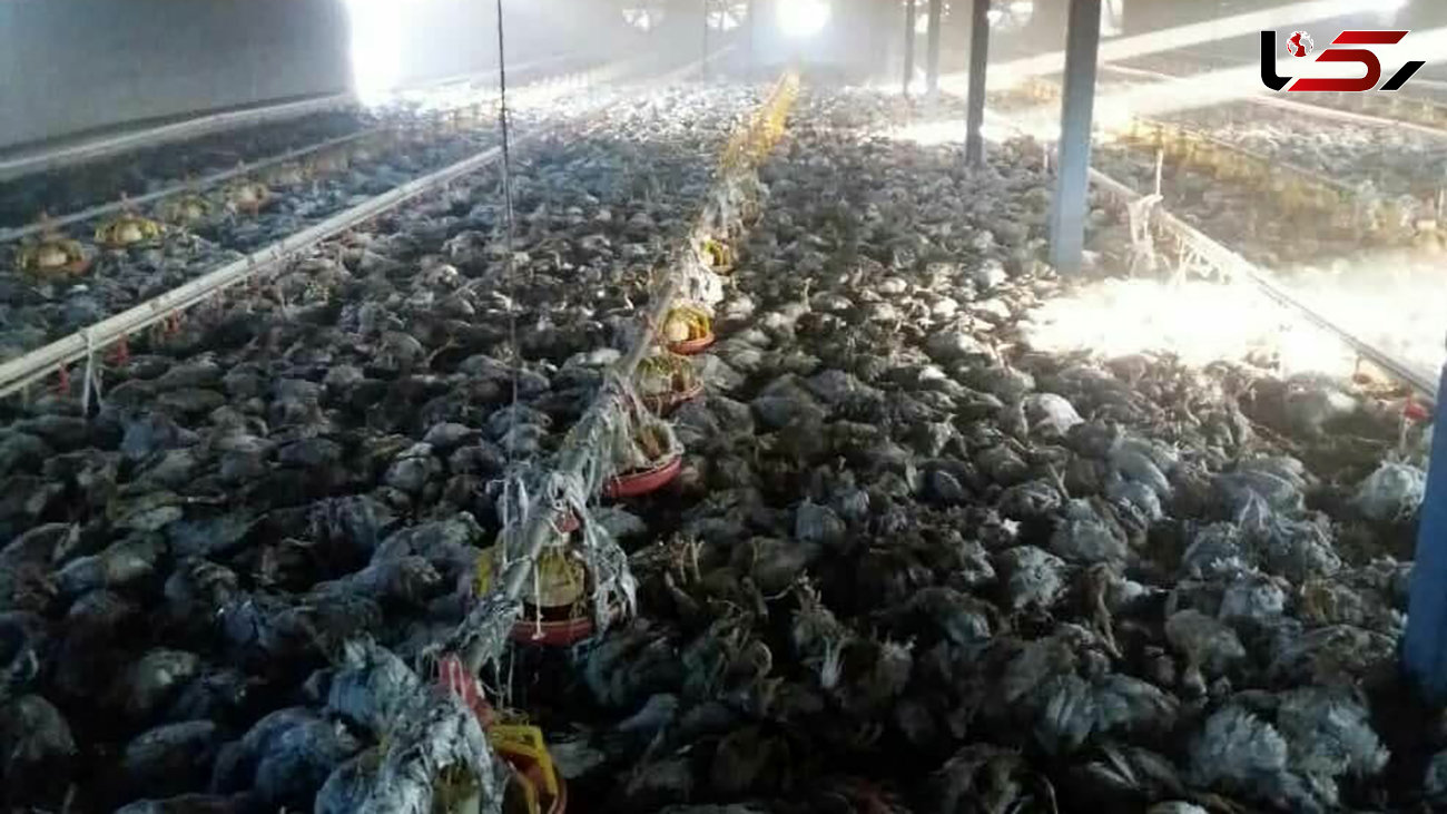 3 هزار مرغ در مرغداری مشگین‌شهر زنده زنده سوختند + عکس