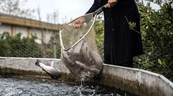 لیست قیمت روز انواع ماهی و میگو در تاریخ 18 اسفند