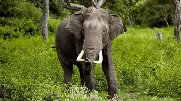 لوس کردن بچه فیل برای پرستارش + فیلم