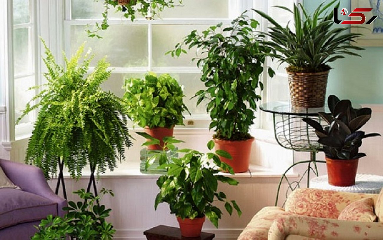 تکنیک های نگهداری مناسب از گیاهان در هوای گرم تابستان