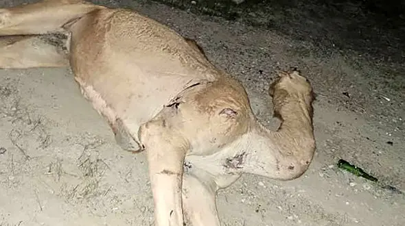 مرگ وحشتناک یک مرد توسط شتر سرگردان !