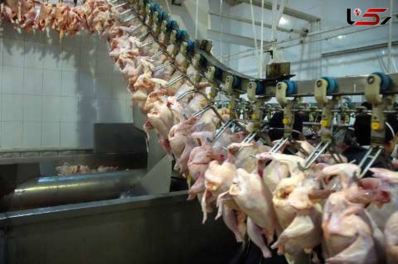 کاهش قیمت مرغ تا هفته آینده 