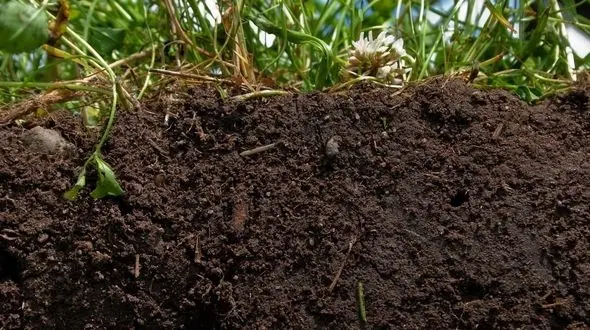 خاک سطحی ایران در خطر است/ اقدام فوری صورت نگیرد،به زودی کشاورزی ناممکن خواهد شد/ علت طوفان های خاکی در کشور