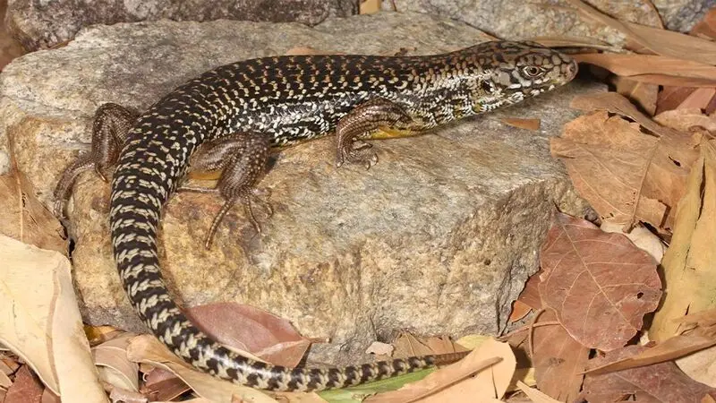 مارمولک سقنقور