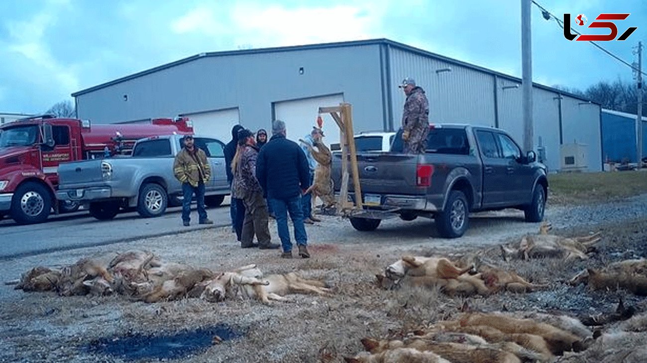 Sick photos of slaughtered foxes emerge from barbaric Texas hunt with cash prizes