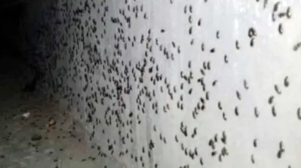 حمله میلیونها سوسک سیاه به ورامین / سوسک های هجوم آورده به منطقه ورامین خطری ندارند