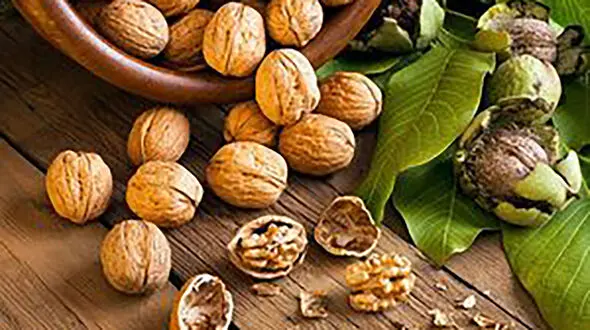 گردو بهترین جایگزین ماهی