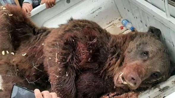 مرگ ناباورانه خرس قهوه‌ای سیوند / حیوان نجات پیدا نکرد!