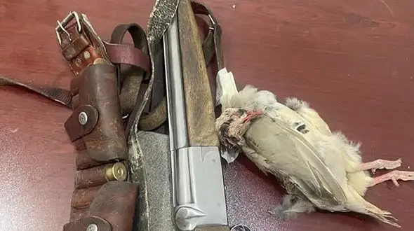 دستگیری شکارچی و صیاد متخلف مسلح در ارتفاعات دشت برم 