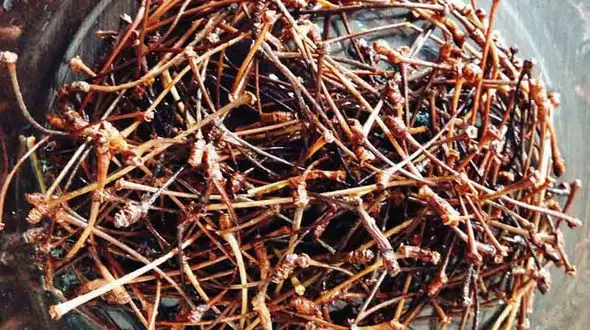 درمان کم کاری کلیه با دم گیلاس