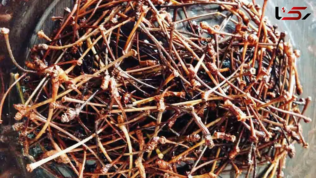 درمان کم کاری کلیه با دم گیلاس