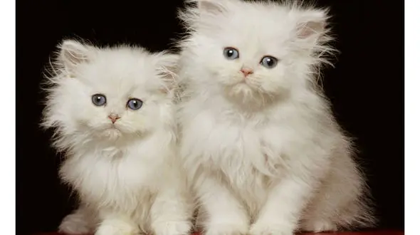 فیلم واکنش خنده‌دار 2 گربه با دیدن  گربه غول‌پیکر !
