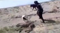 فیلم شکنجه بچه شتر کنار مادرش توسط 4 مرد و سگ هایش در زیرکوه ! / بازداشت شدند