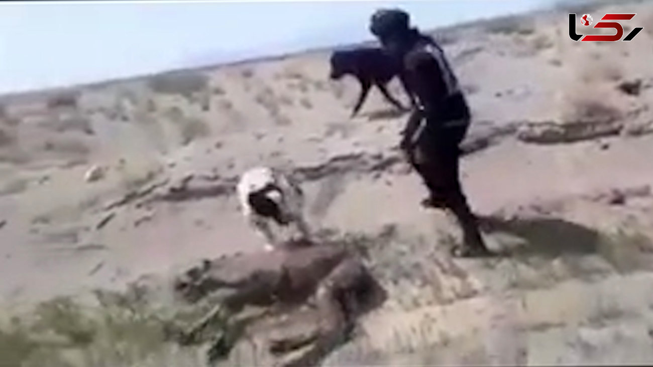 فیلم شکنجه بچه شتر کنار مادرش توسط 4 مرد و سگ هایش در زیرکوه ! / بازداشت شدند