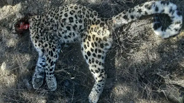 فیلم مرگ توله پلنگ در پارک ملی گلستان