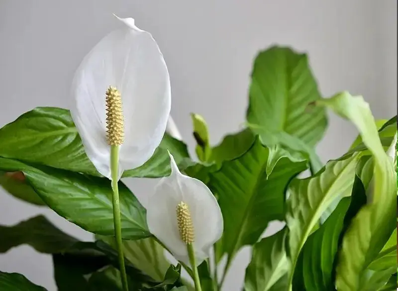 گیاهان آپارتمانی