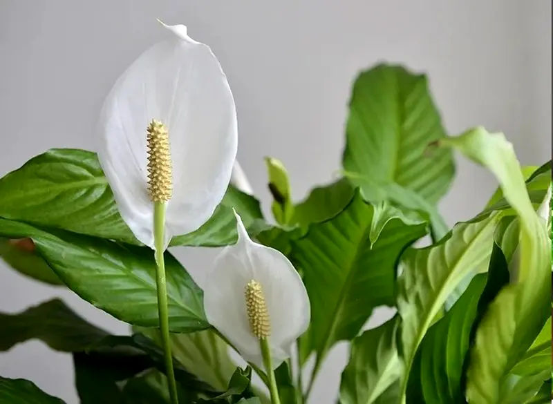 گیاهان آپارتمانی