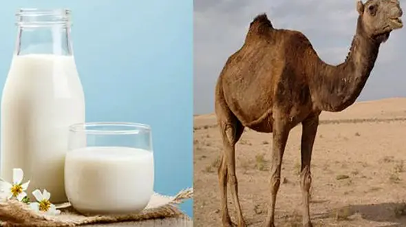 شیر شتر پر از خاصیت زیبایی و سلامت