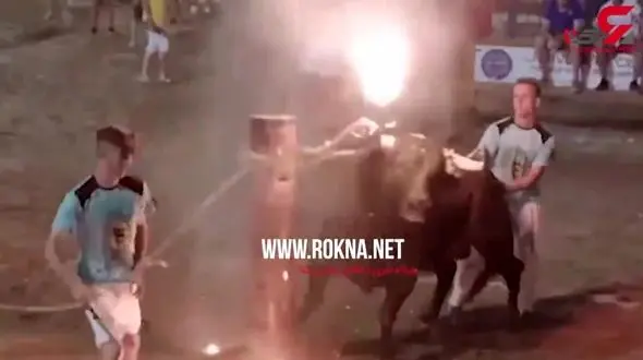 شکنجه عجیب گاوها برای تفریح و سرگرمی! + فیلم 